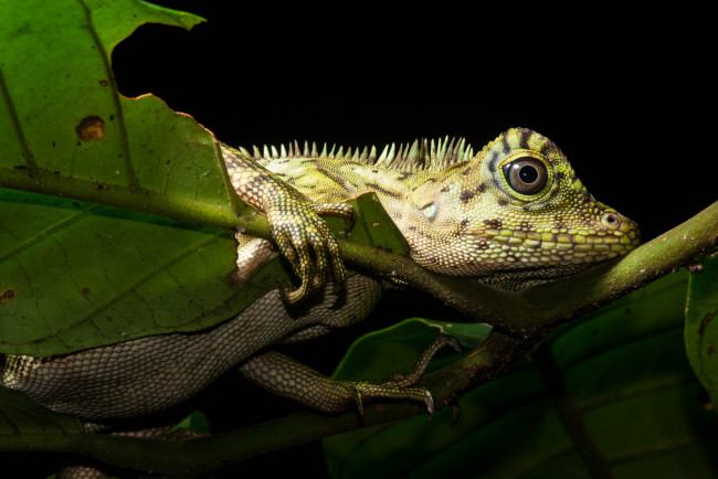 Обои картинки фото животные, Ящерицы,  игуаны,  вараны, ящерка