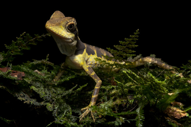 Обои картинки фото животные, Ящерицы,  игуаны,  вараны, ящерка