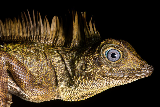 Обои картинки фото животные, Ящерицы,  игуаны,  вараны, ящерка