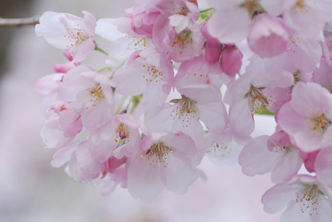 Обои картинки фото цветы, сакура,  вишня, макро, нежность