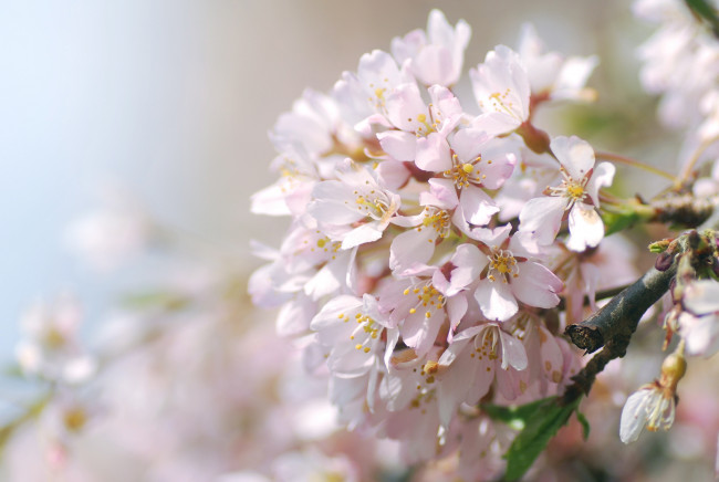 Обои картинки фото цветы, сакура,  вишня, нежность, макро