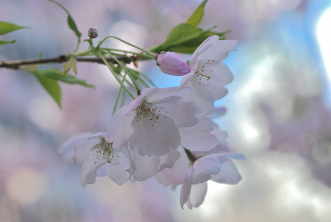 Обои картинки фото цветы, сакура,  вишня, нежность, макро