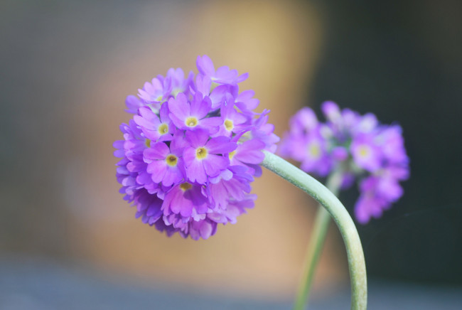 Обои картинки фото цветы, сиреневые, мелкие, шарики, макро