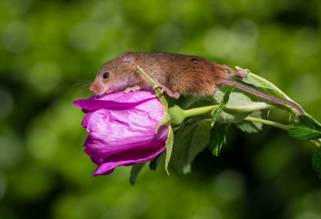 Обои картинки фото животные, крысы,  мыши, мышка