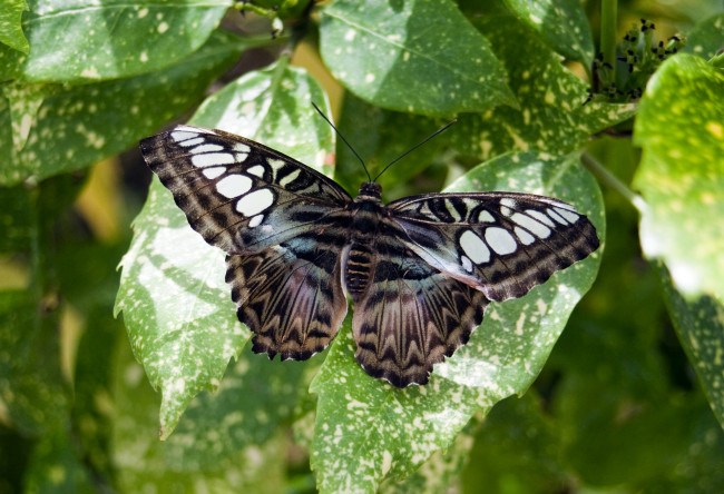 Обои картинки фото животные, бабочки,  мотыльки,  моли, бабочка