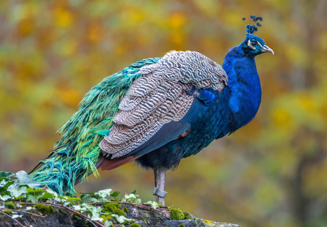 Обои картинки фото животные, павлины, павлин