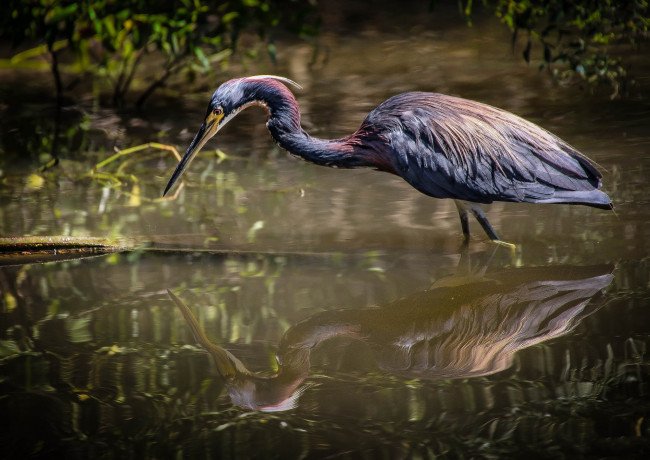 Обои картинки фото животные, цапли,  выпи, цапля
