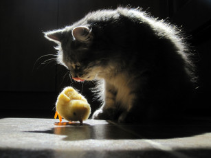 Картинка животные коты кот