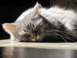 Картинка животные коты кот