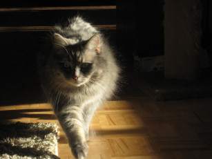 Картинка животные коты кот