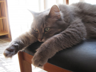 Картинка животные коты кот