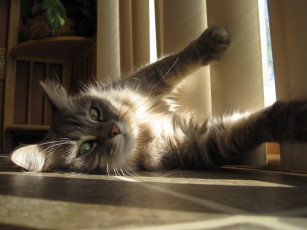 Картинка животные коты кот