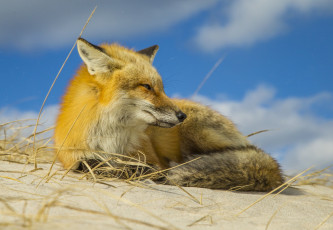 Картинка животные лисы лисичка