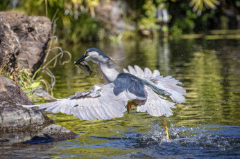 Картинка животные цапли +выпи птица