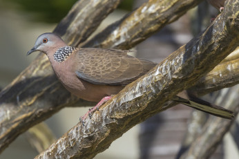 Картинка животные голуби птица