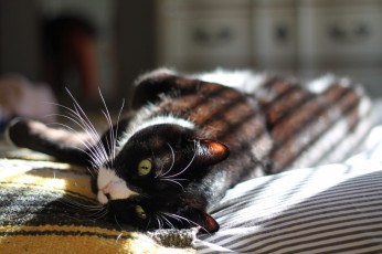 Картинка животные коты кот