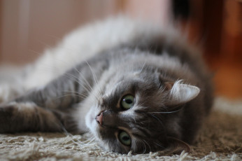 Картинка животные коты кот