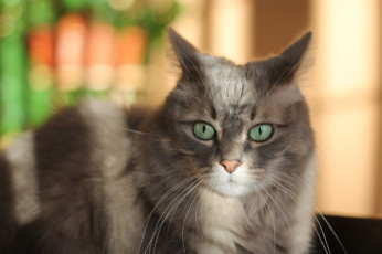 Картинка животные коты кот