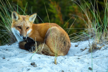 Картинка животные лисы лисичка