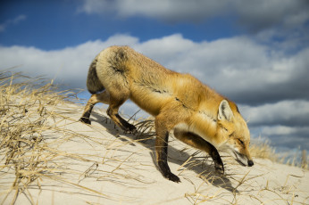 Картинка животные лисы лисичка