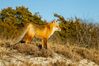 Картинка животные лисы лисичка