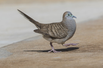 Картинка животные птицы птица