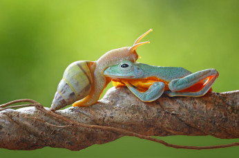 Картинка животные разные+вместе коряга лягушка улитка макро фон