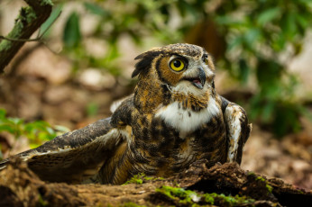 Картинка животные совы филин