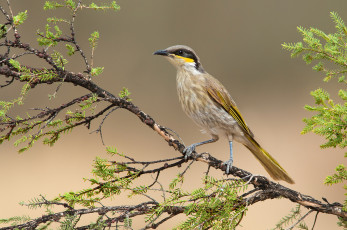 Картинка животные птицы птица ветвь листья ветка