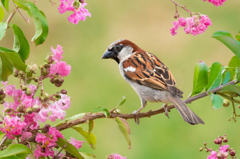 Картинка животные воробьи птица ветвь листья ветка