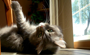 Картинка животные коты кот