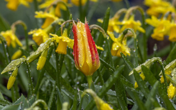 Картинка цветы разные+вместе капли бутон тюльпан нарциссы