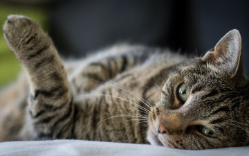 Картинка животные коты кот