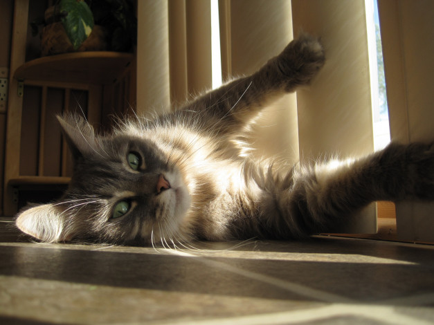 Обои картинки фото животные, коты, кот