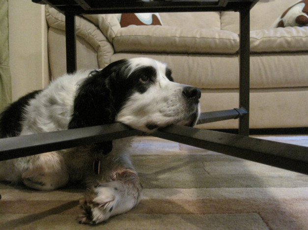 Обои картинки фото животные, собаки, собака