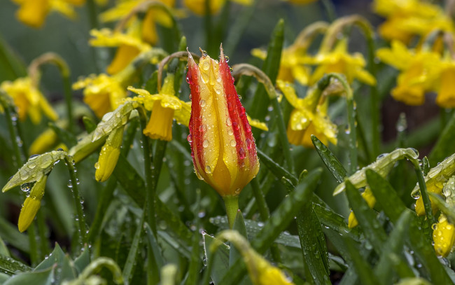 Обои картинки фото цветы, разные вместе, капли, бутон, тюльпан, нарциссы