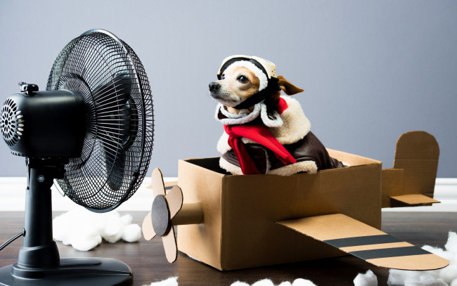 Обои картинки фото животные, собаки, вентилятор, самолёт, лётчик, собака, чихуахуа, ситуация