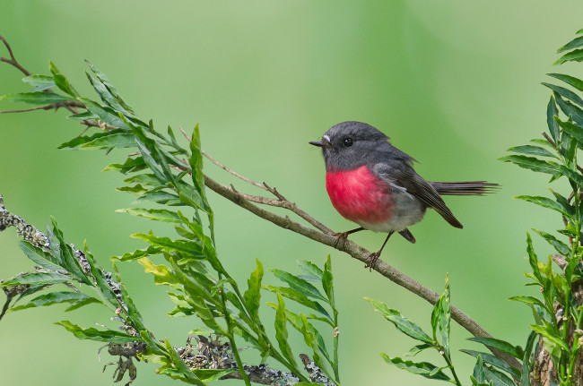 Обои картинки фото животные, птицы, птица, ветвь, листья, ветка