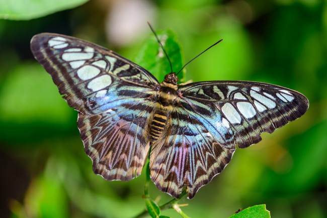 Обои картинки фото животные, бабочки,  мотыльки,  моли, бабочка