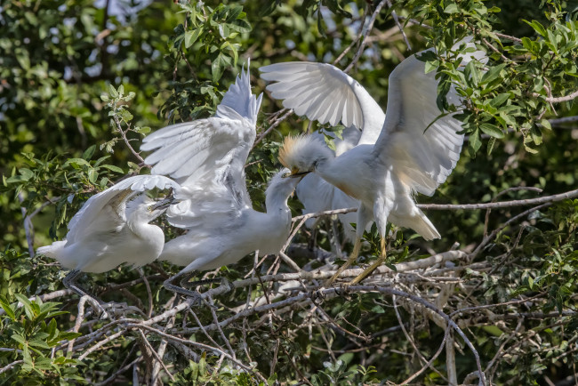 Обои картинки фото животные, цапли,  выпи, птицы