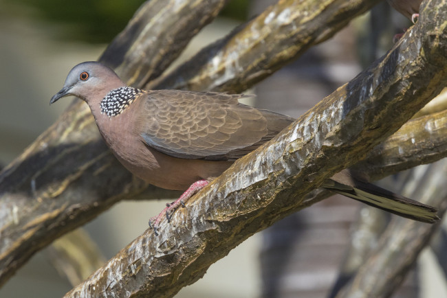 Обои картинки фото животные, голуби, птица