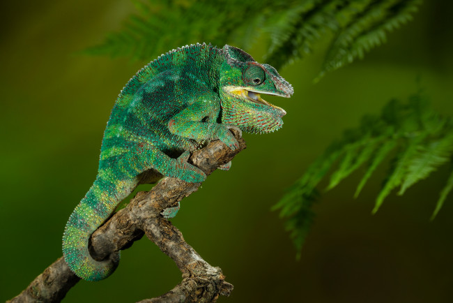 Обои картинки фото животные, хамелеоны, хамелеон