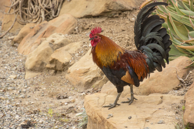 Обои картинки фото животные, куры,  петухи, петя