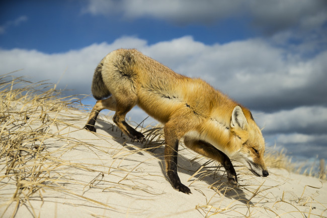 Обои картинки фото животные, лисы, лисичка