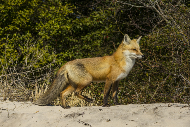Обои картинки фото животные, лисы, лисичка