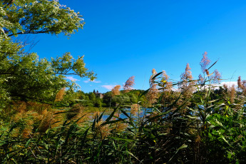 Картинка природа реки озера лес река