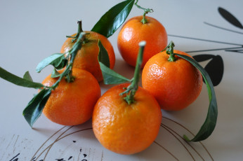 Картинка еда цитрусы плоды