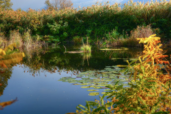 Картинка природа реки озера лес река