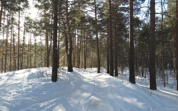 Картинка природа дороги снег деревья