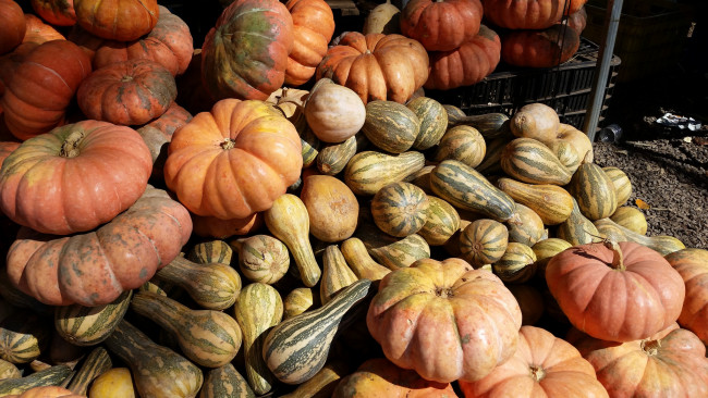 Обои картинки фото еда, тыква, развал